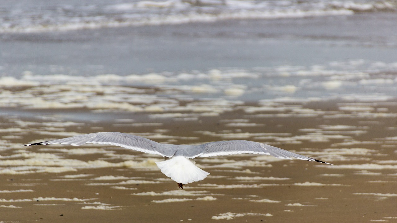 seagull sea north sea free photo