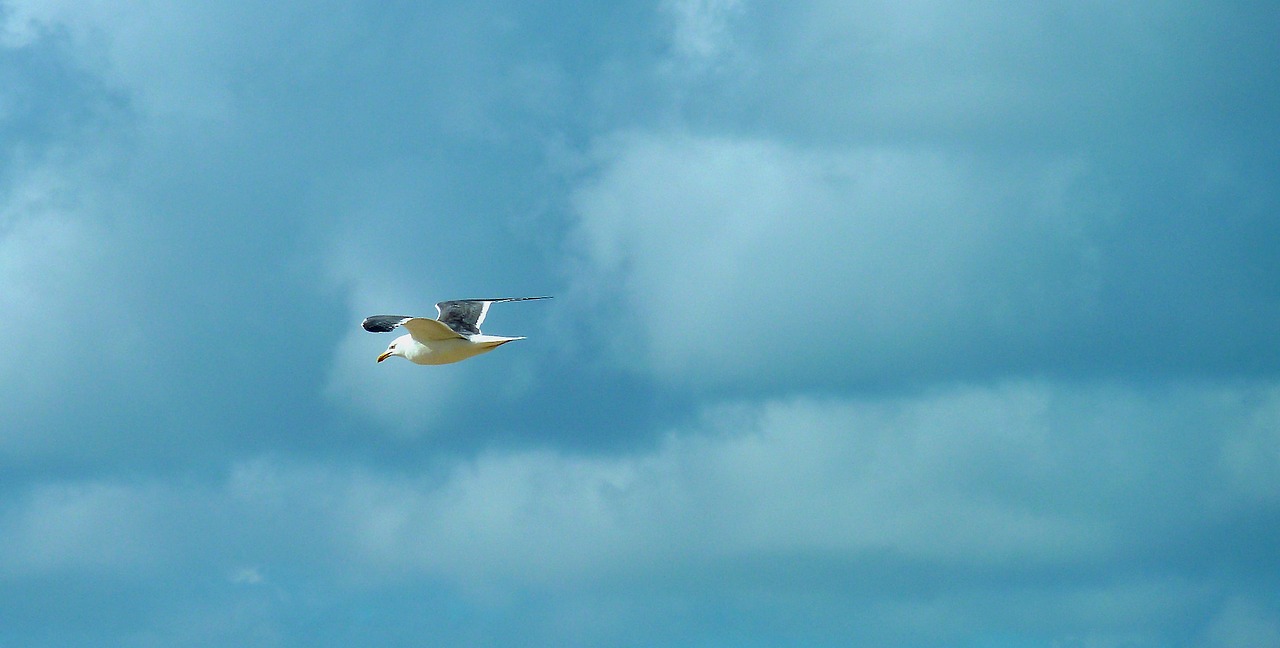 seagull bird fly free photo