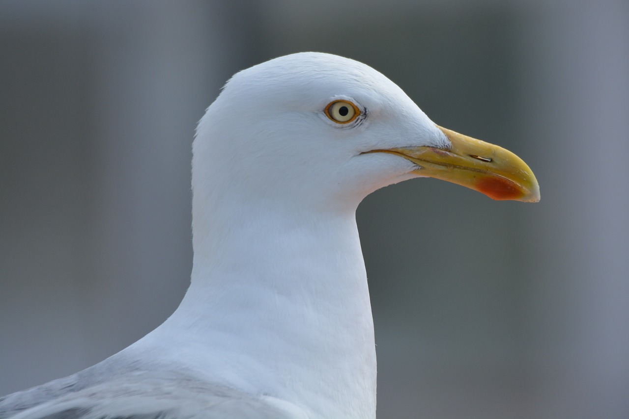 seagull bird animal free photo