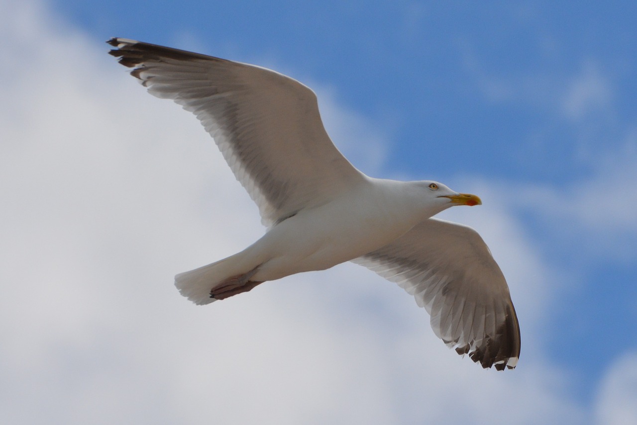 seagull bird animal free photo