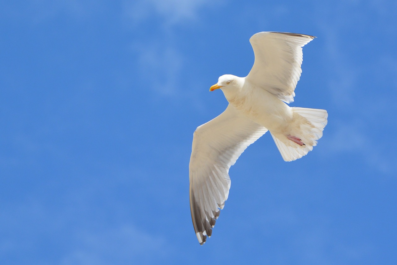 seagull bird animal free photo