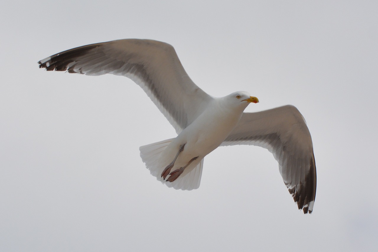 seagull bird animal free photo