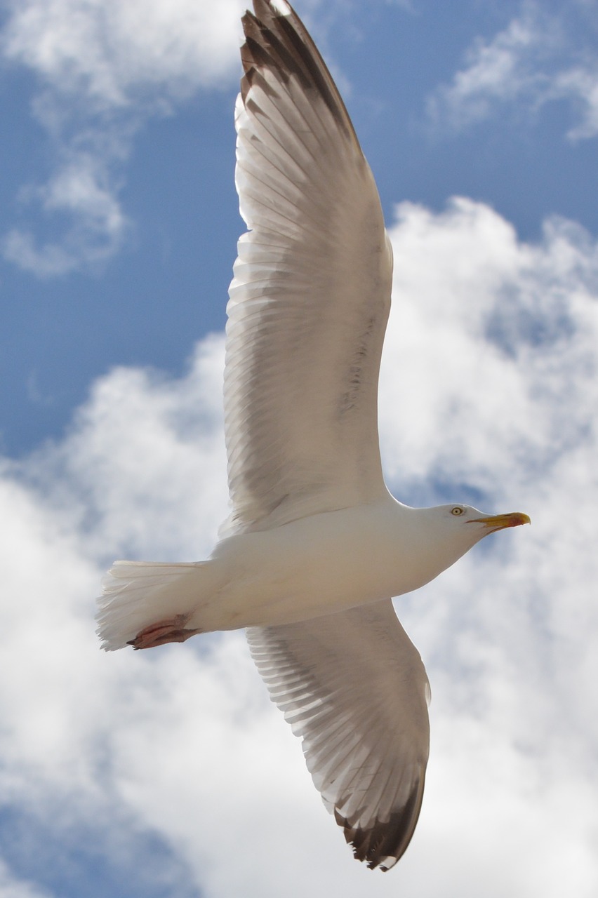 seagull bird animal free photo