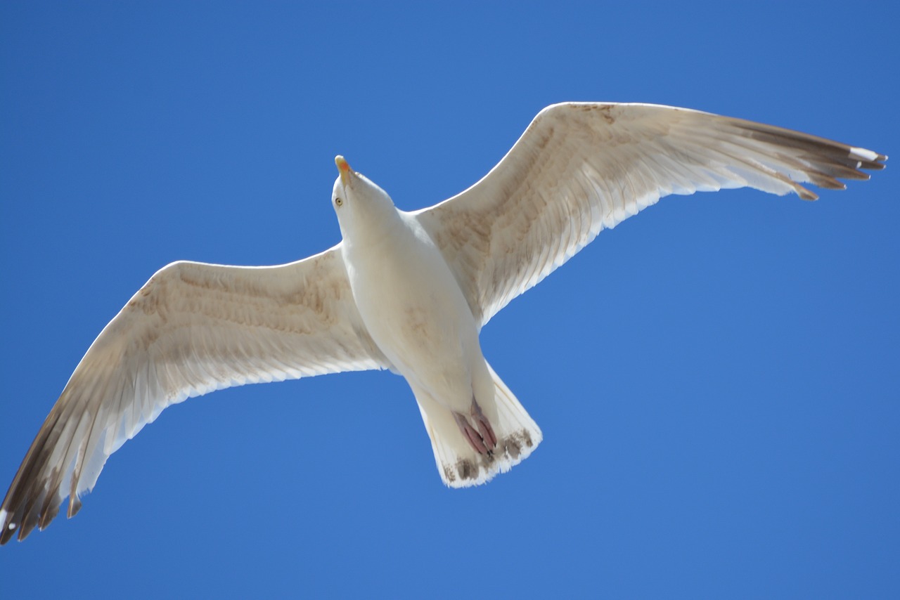 seagull animal fly free photo