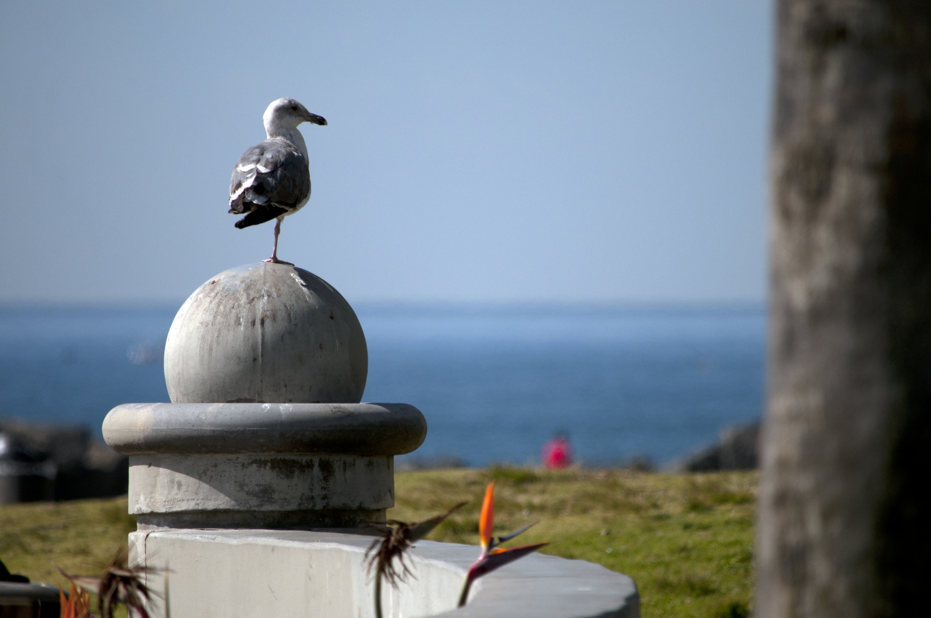 seagull seagulls beach free photo