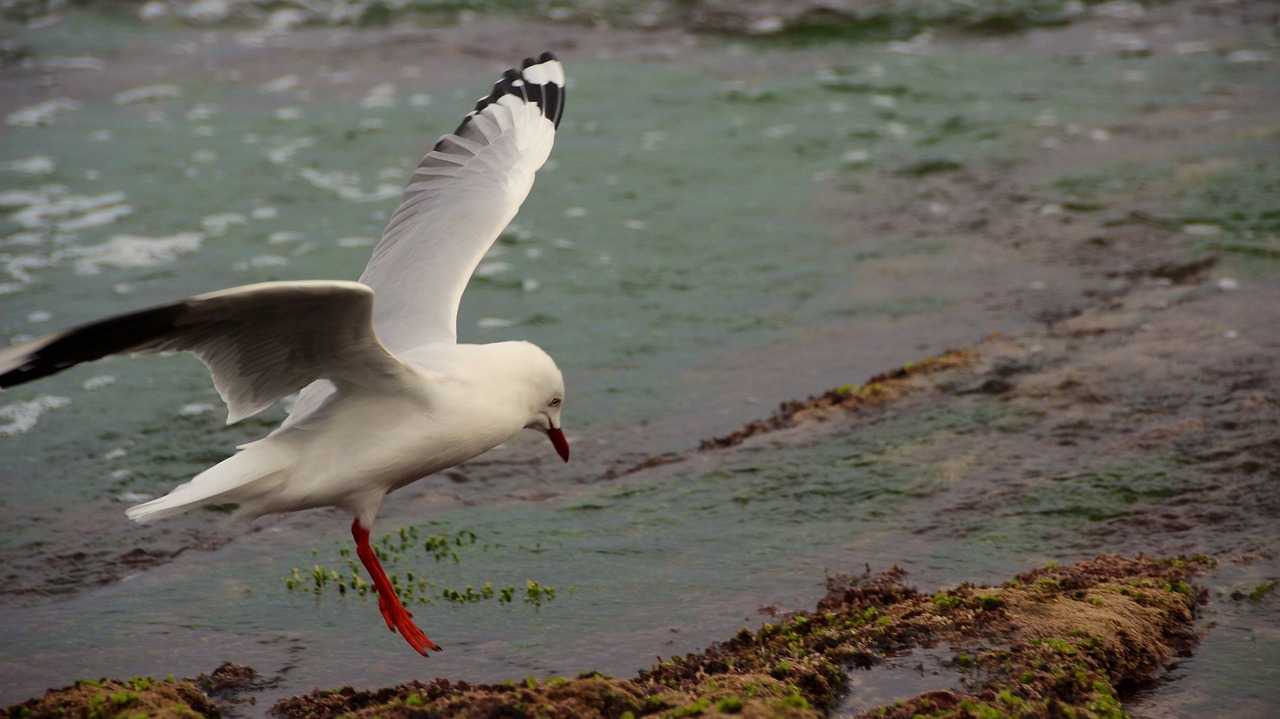 seagull flying landing free photo