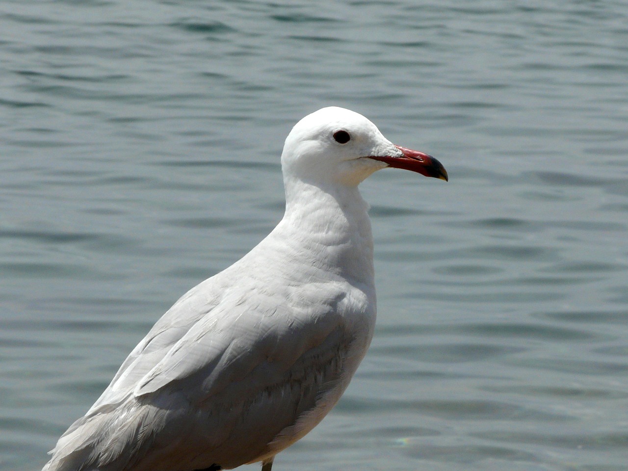 seagull sea water bird free photo