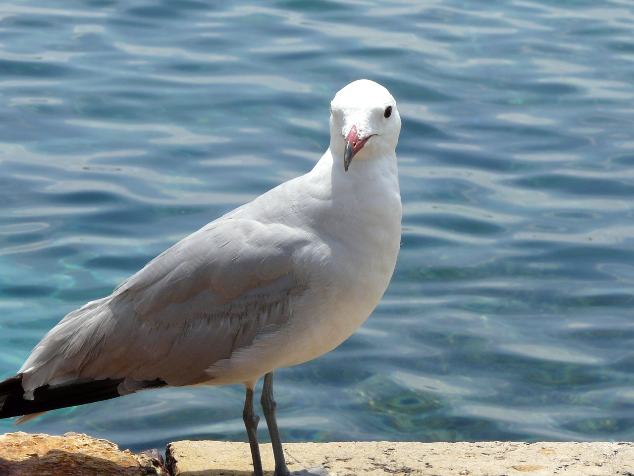 seagull sea water bird free photo