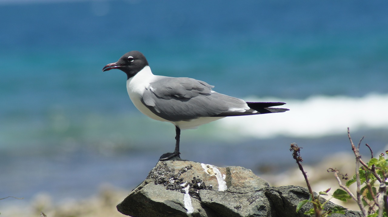 seagull bird british virgin islands free photo