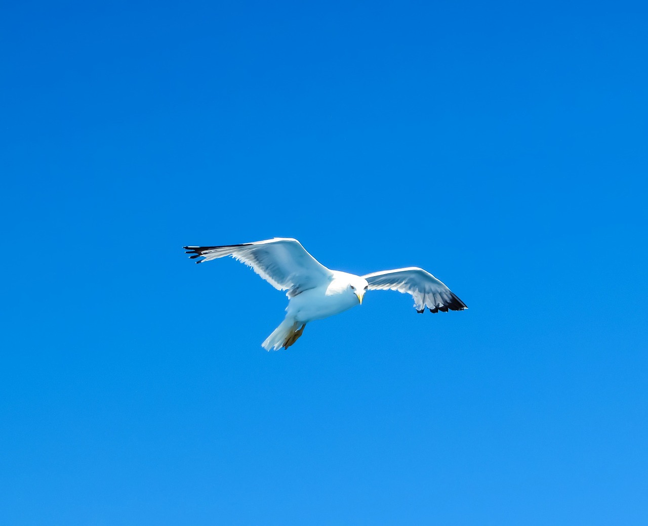 seagull sea bird white free photo