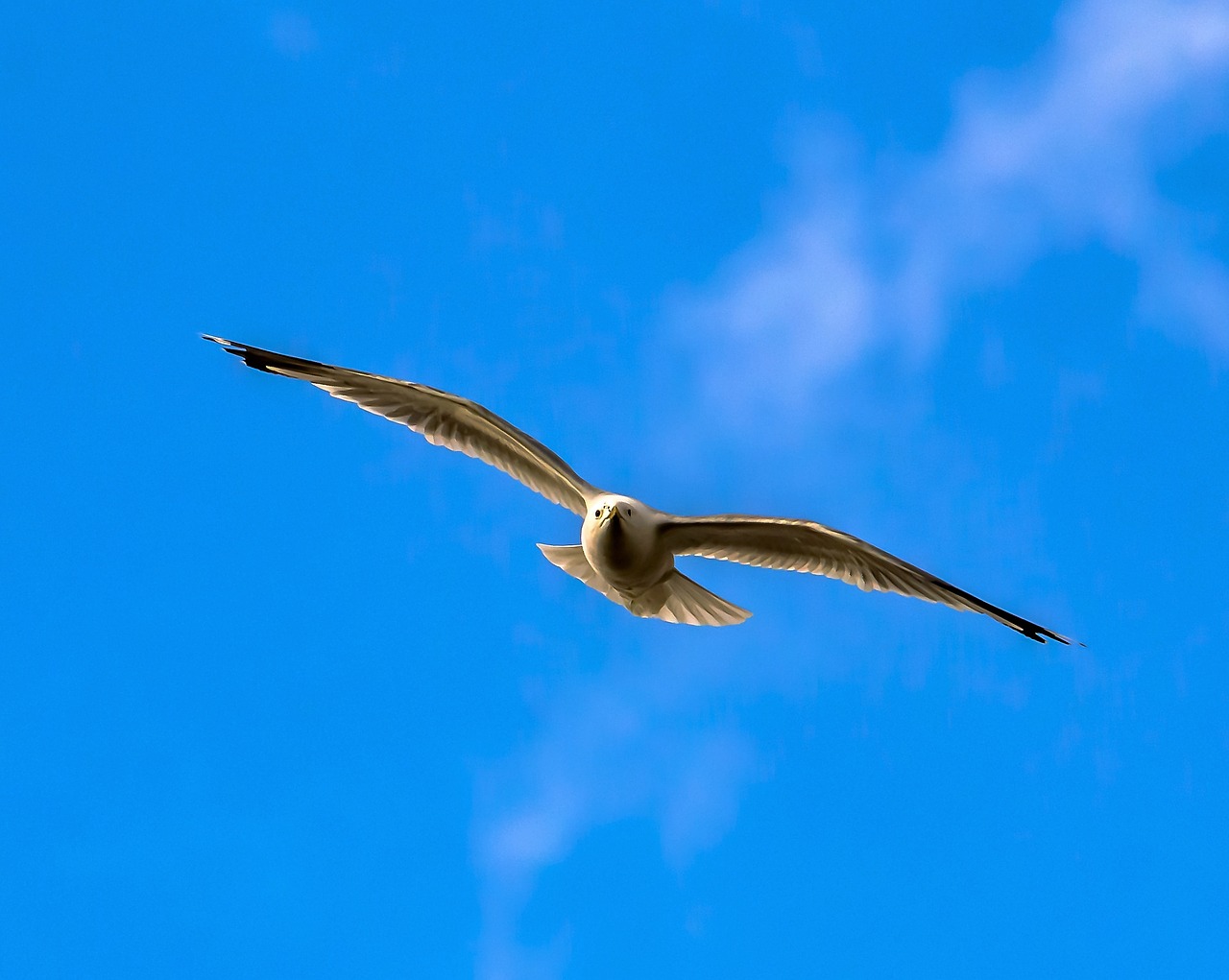 seagull bird nature free photo