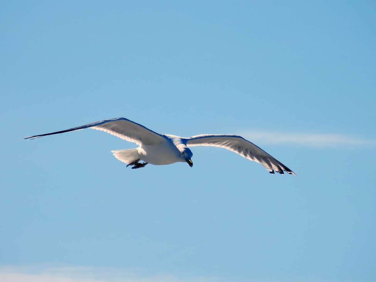 seagull gull fly free photo