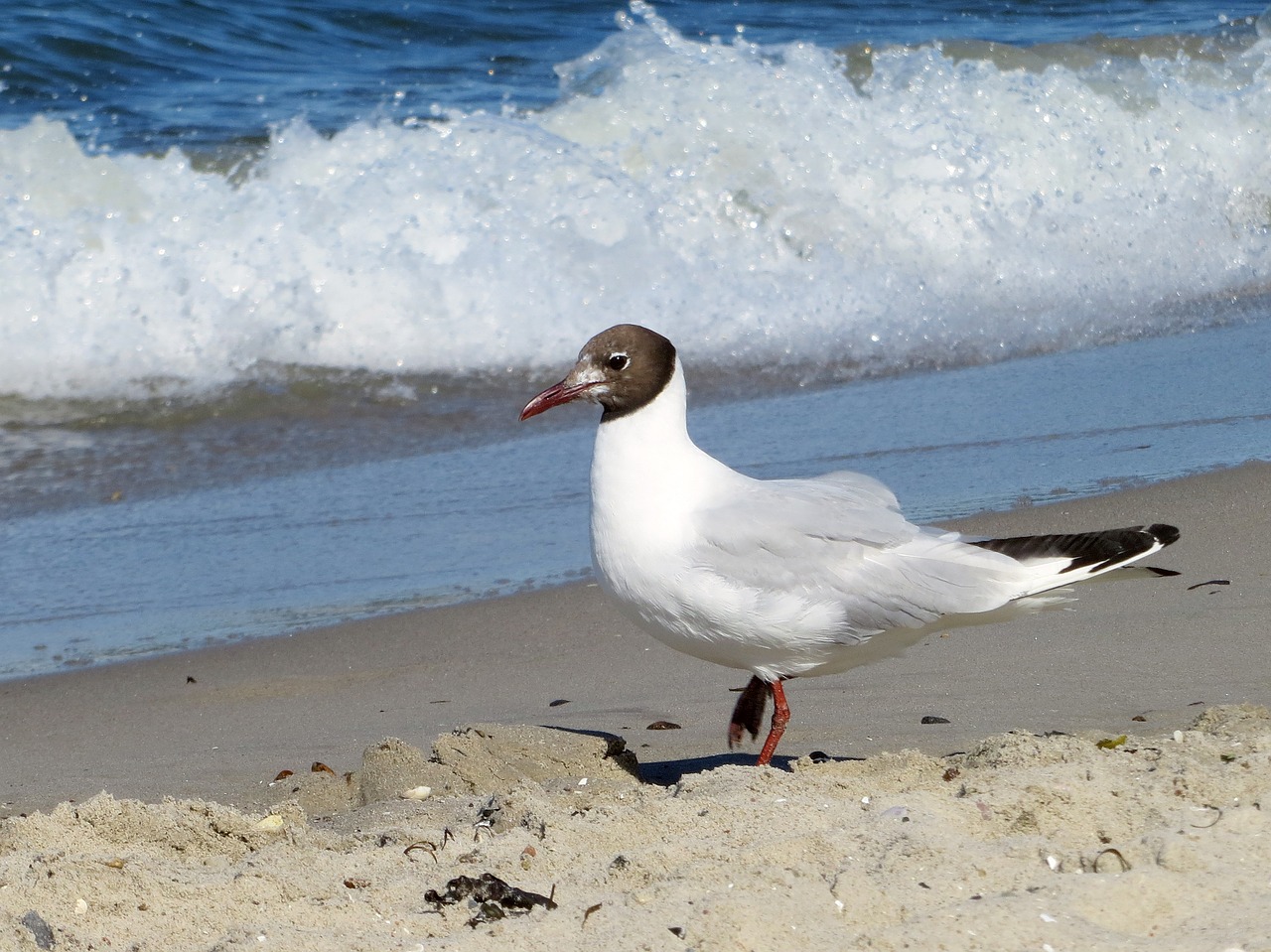 seagull gull elegant free photo