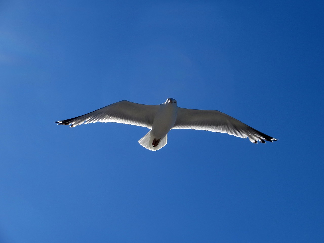 seagull gull fly free photo