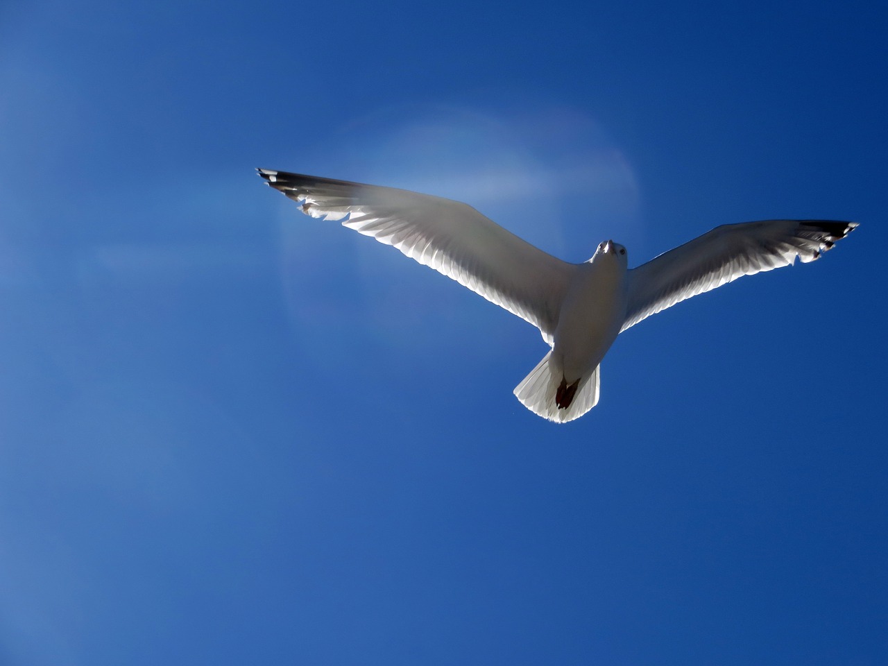 seagull gull fly free photo