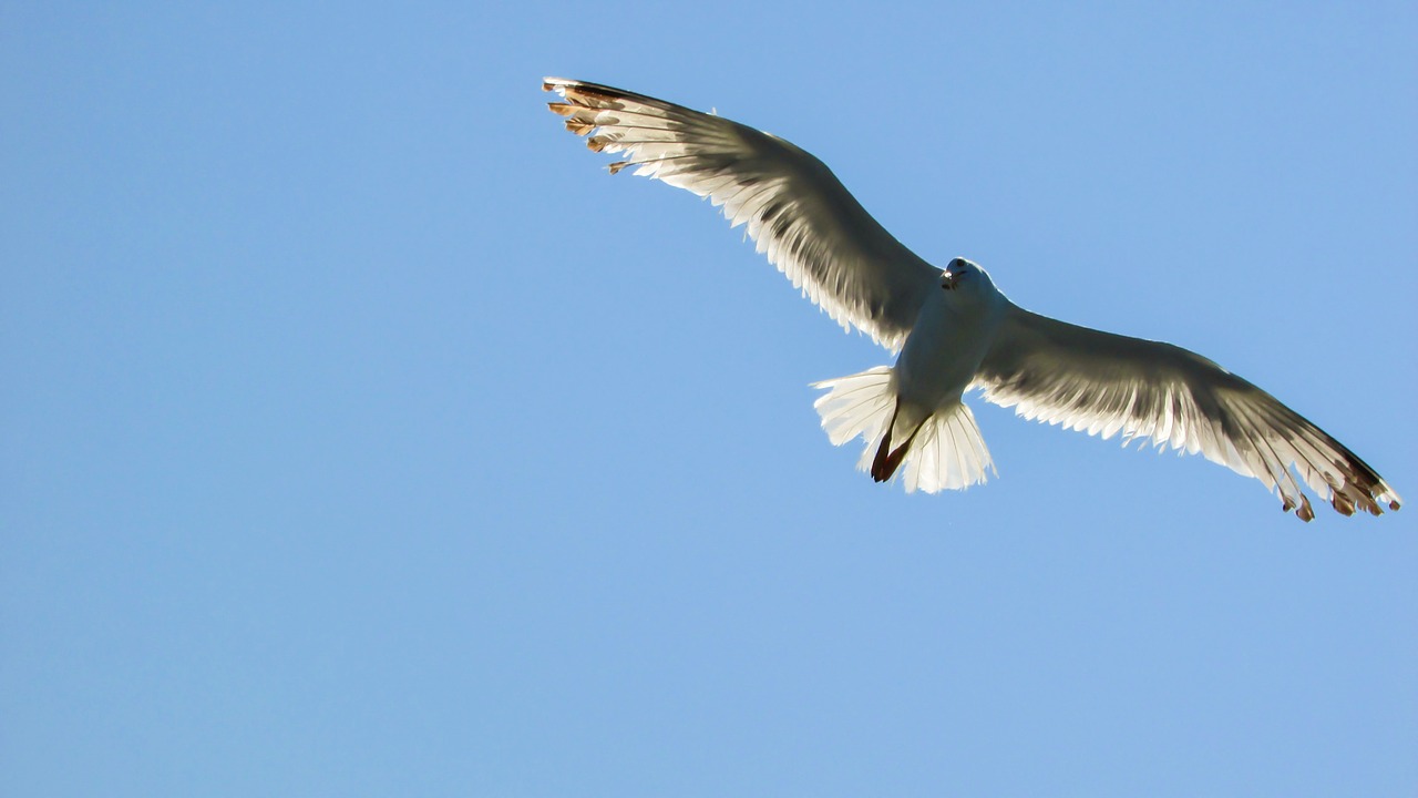 seagull sea bird white free photo