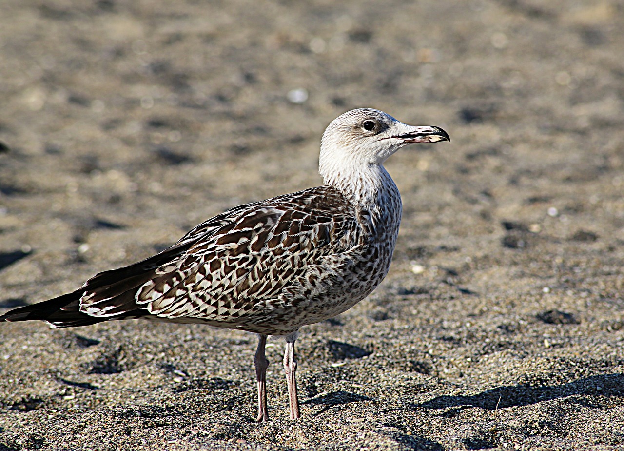 seagull bird sea free photo