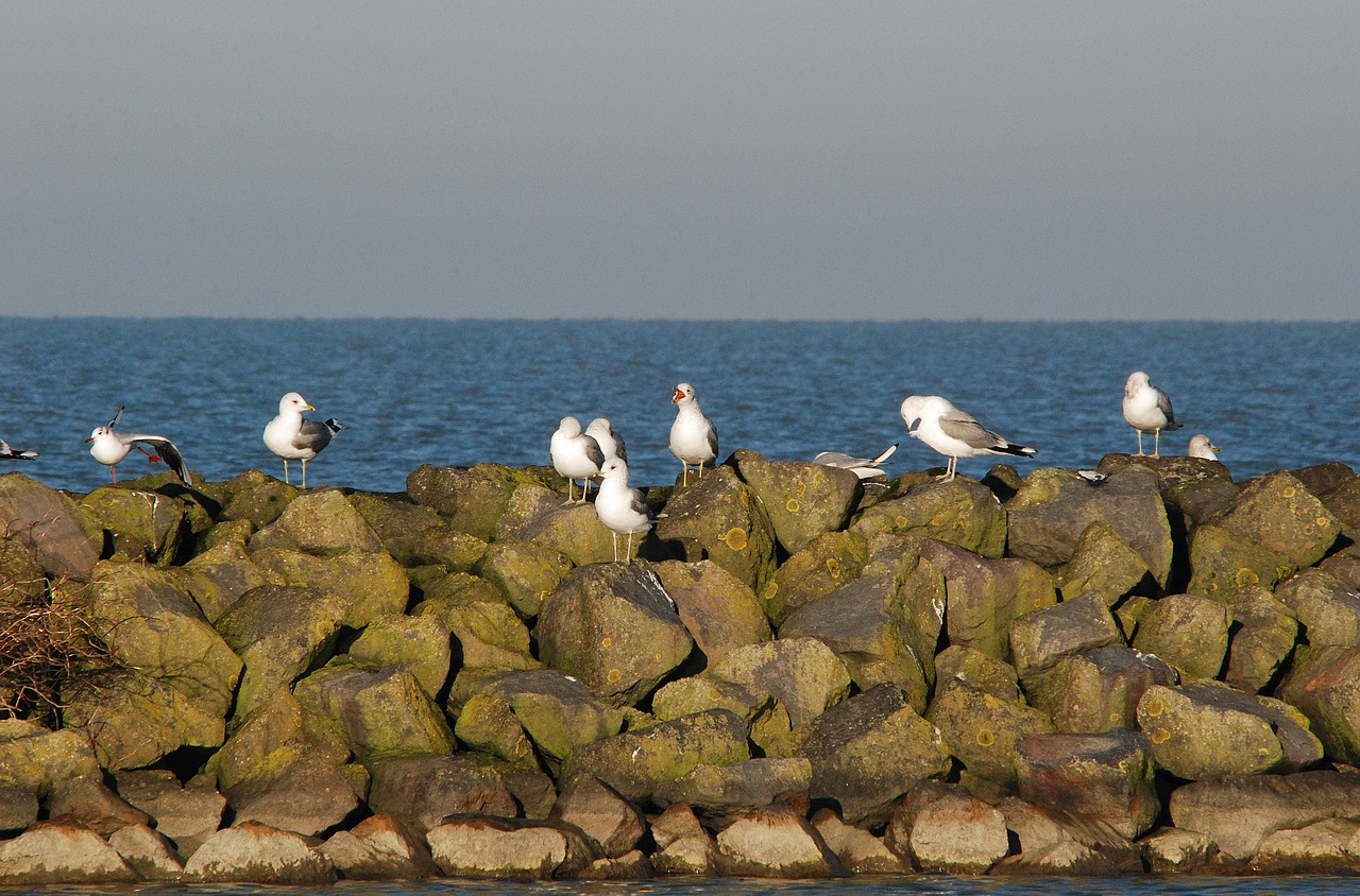 seagull white sea free photo