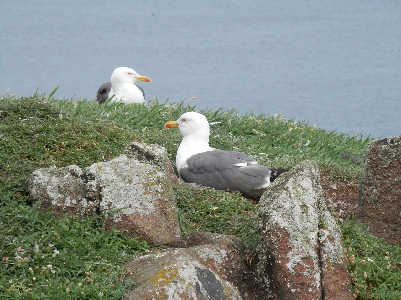 seagull gull seabird free photo