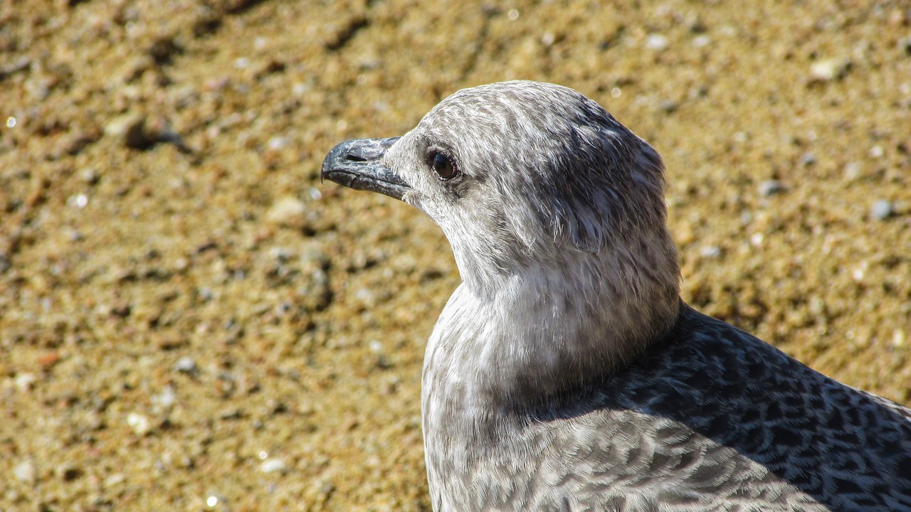 seagull grey bird free photo