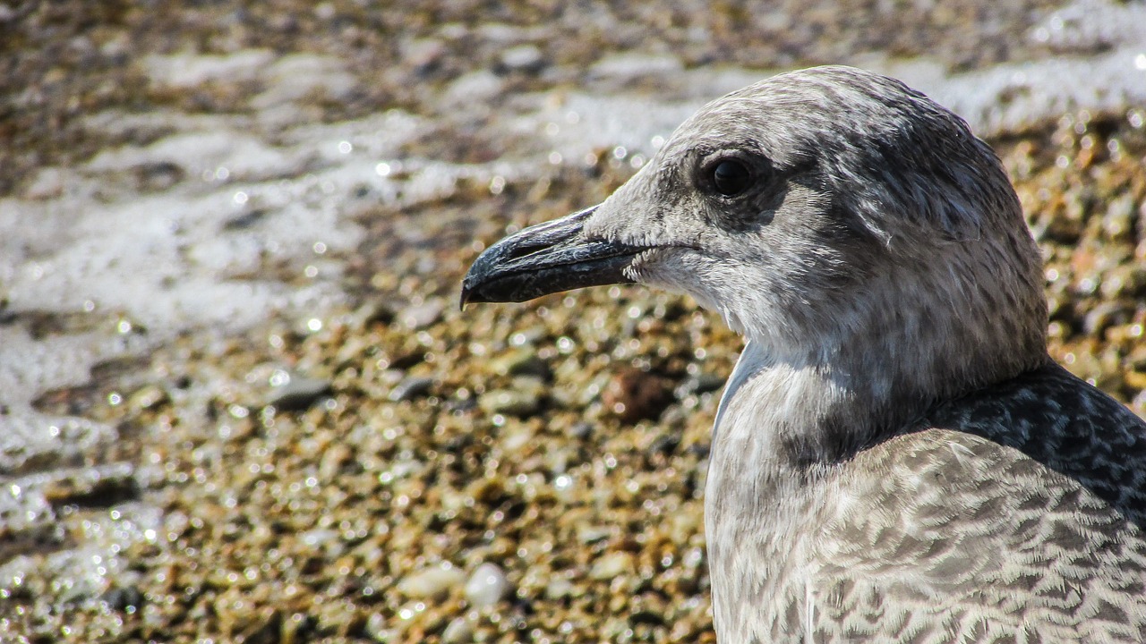 seagull grey bird free photo