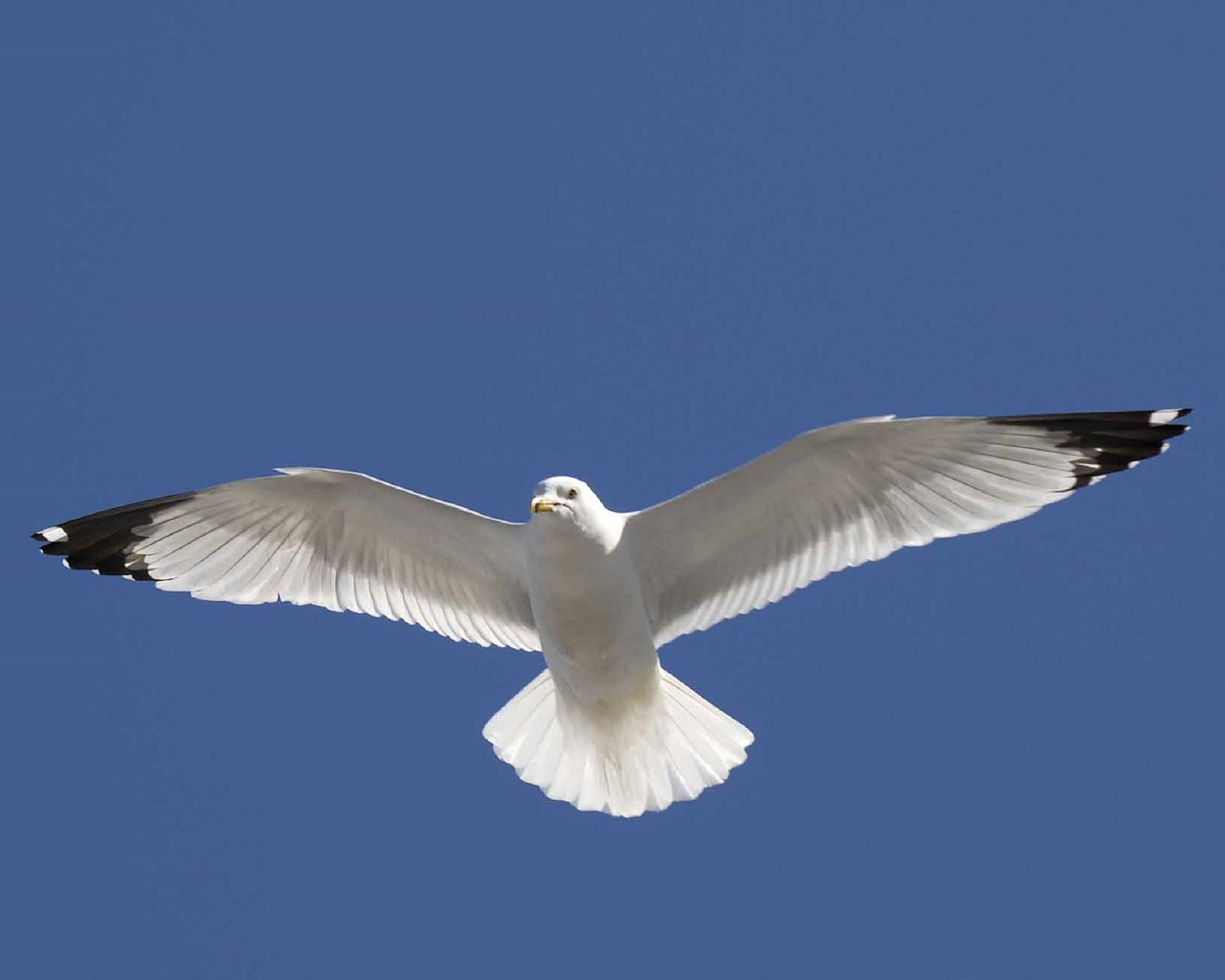 seagull flying in flight free photo