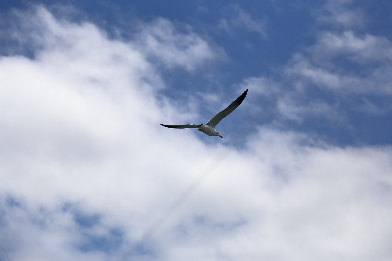 seagull sky sea free photo