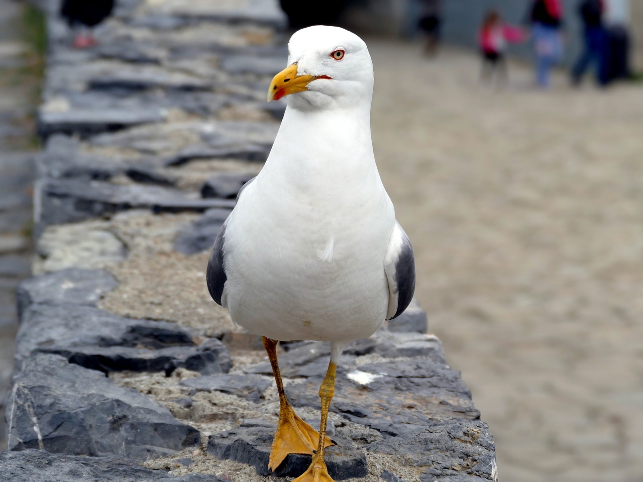 seagull bird birds free photo