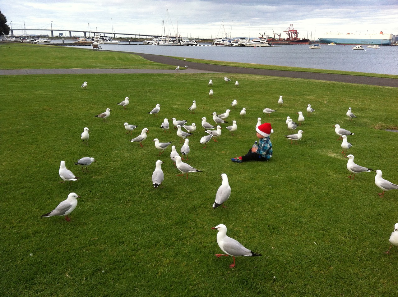 seagull picnic park free photo