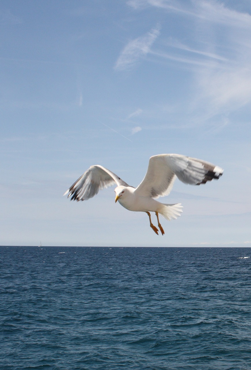 seagull blue sky freedom free photo
