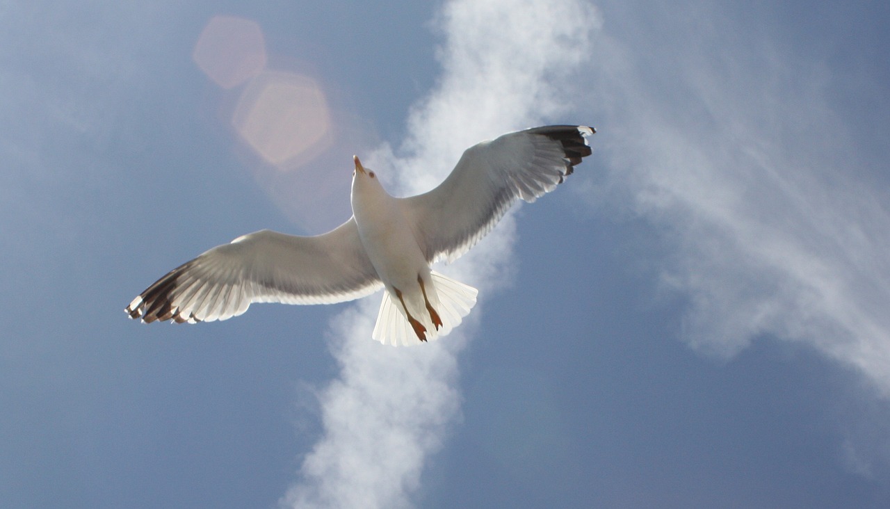 seagull blue sky freedom free photo