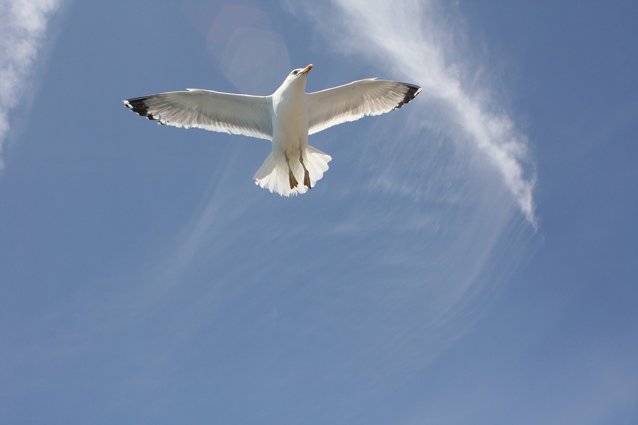 seagull blue sky freedom free photo