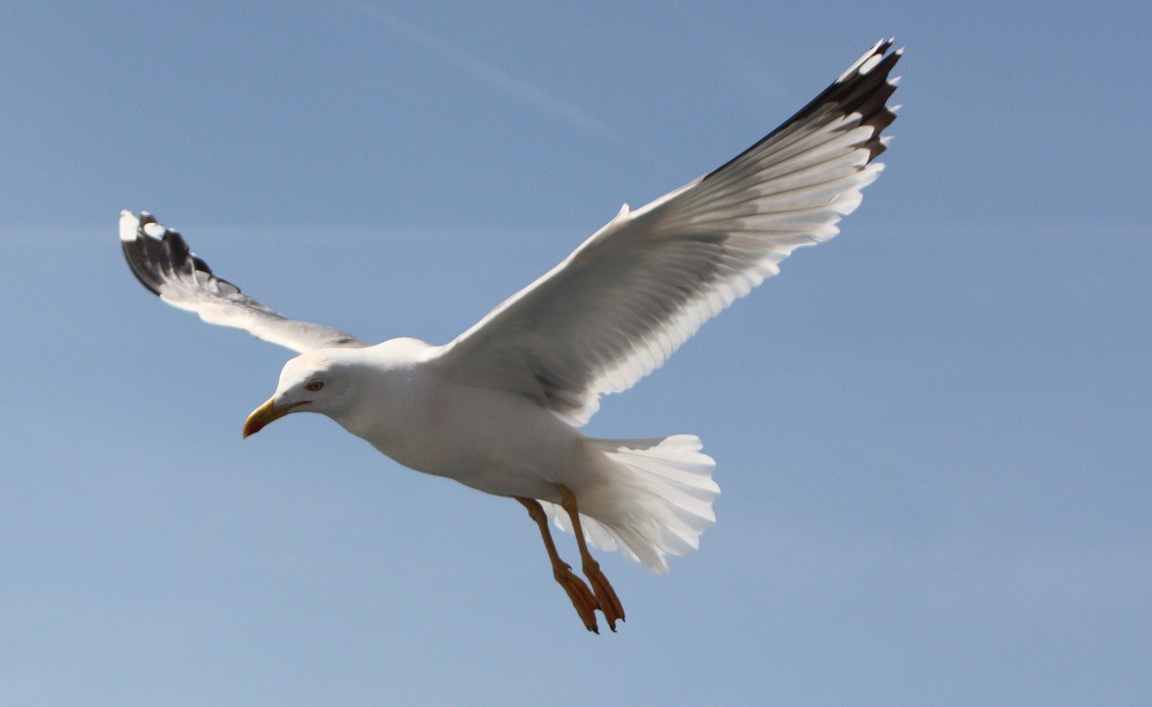 seagull blue sky freedom free photo