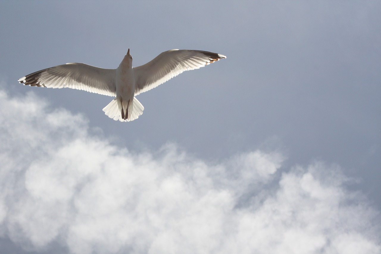 seagull blue sky freedom free photo