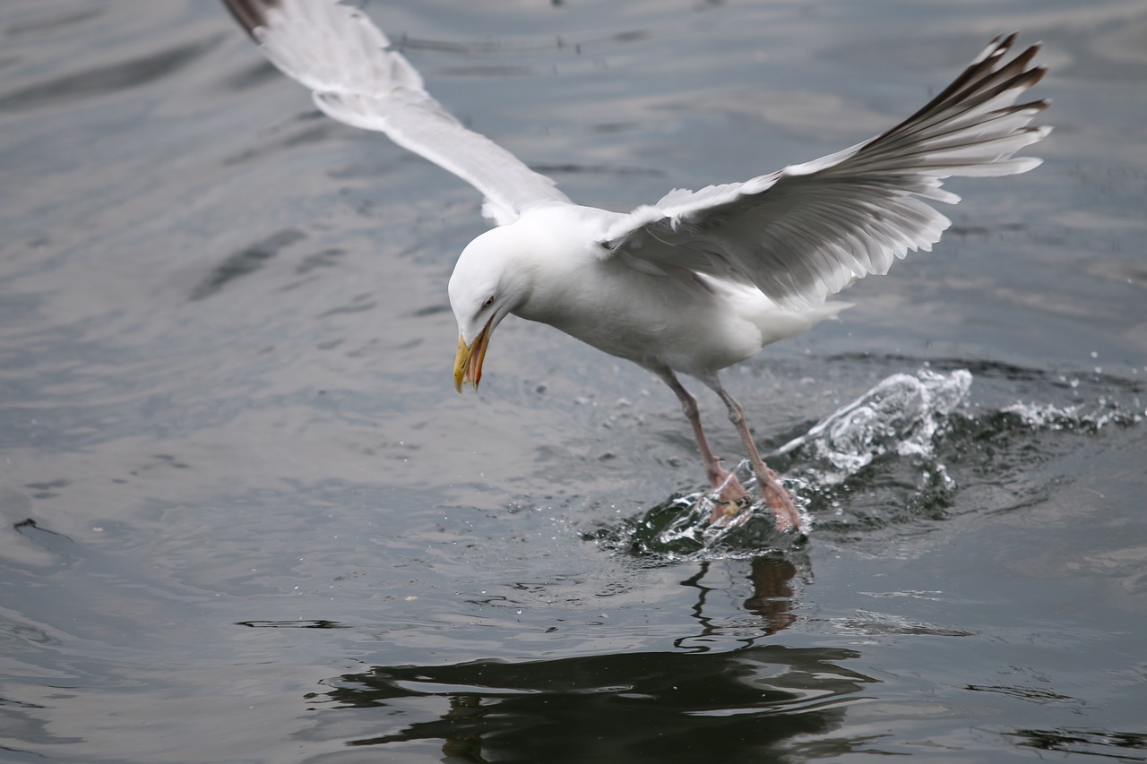 seagull kiel bird free photo