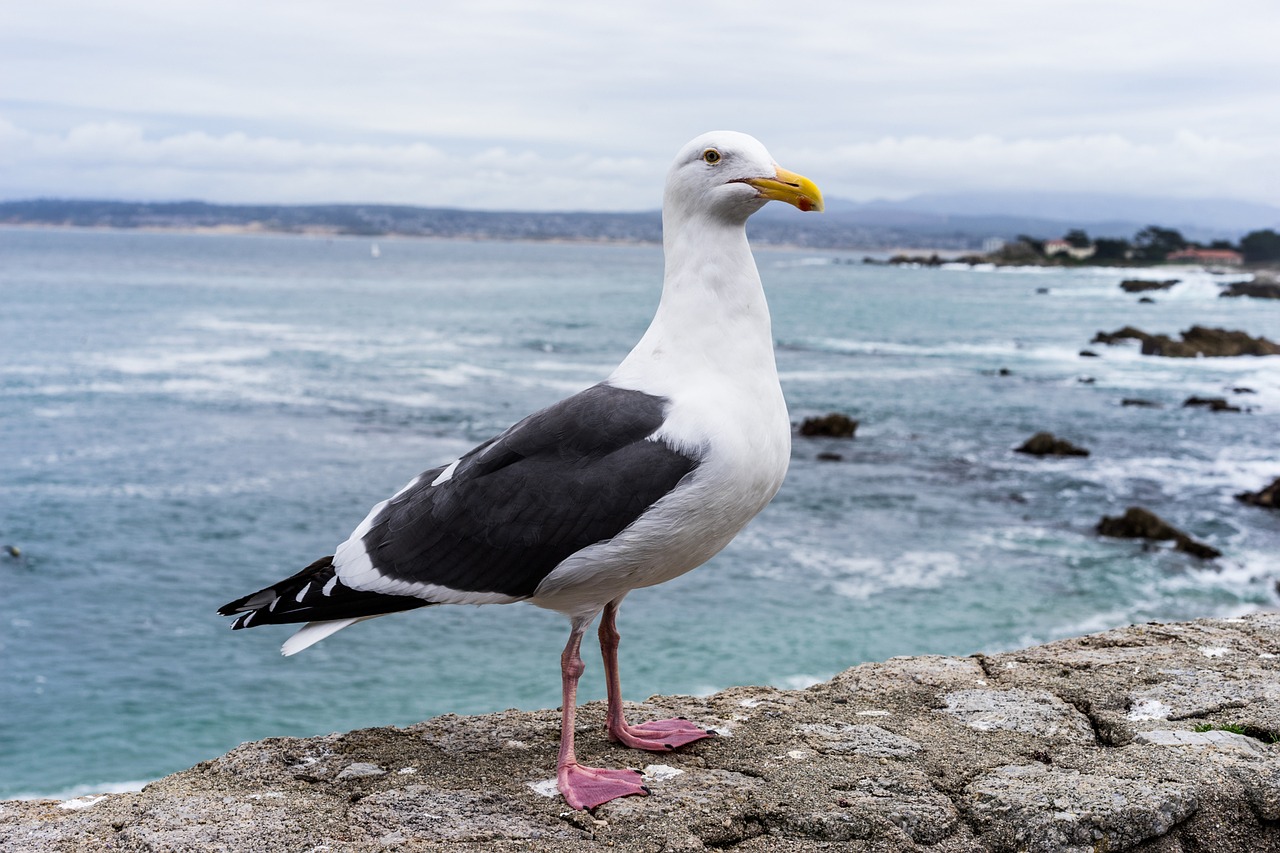 seagull monterey ocean free photo