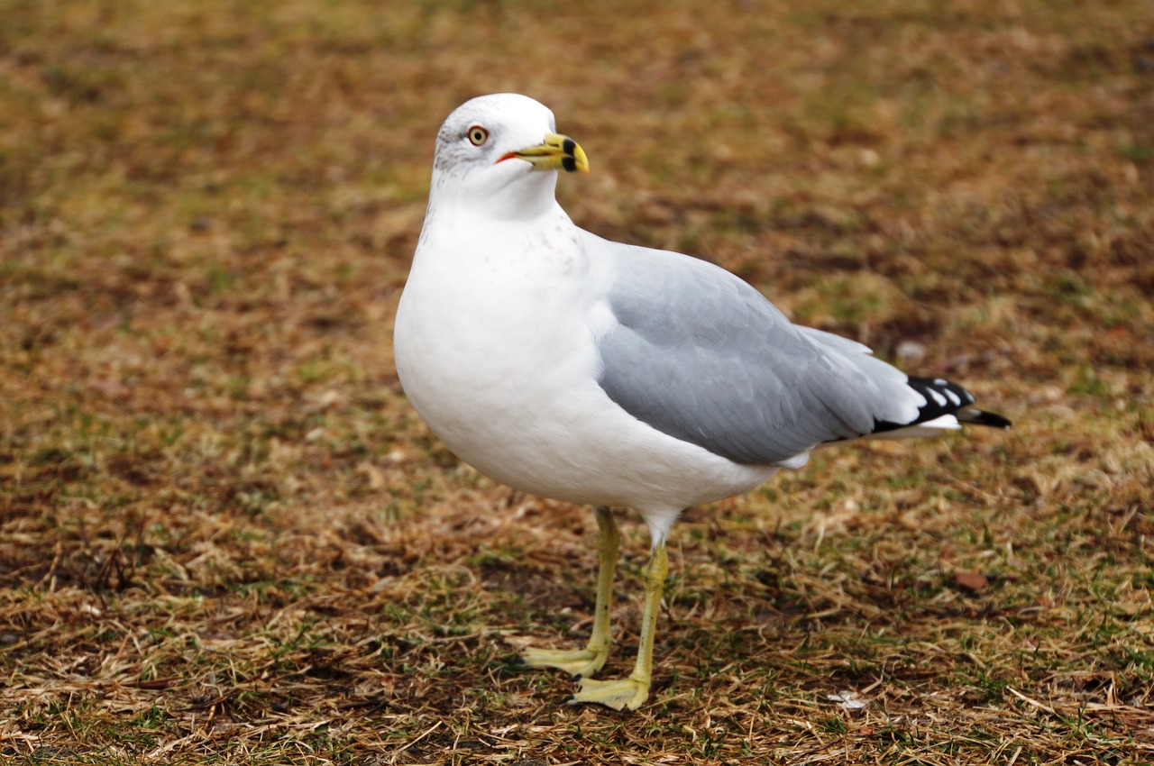 seagull bird close free photo