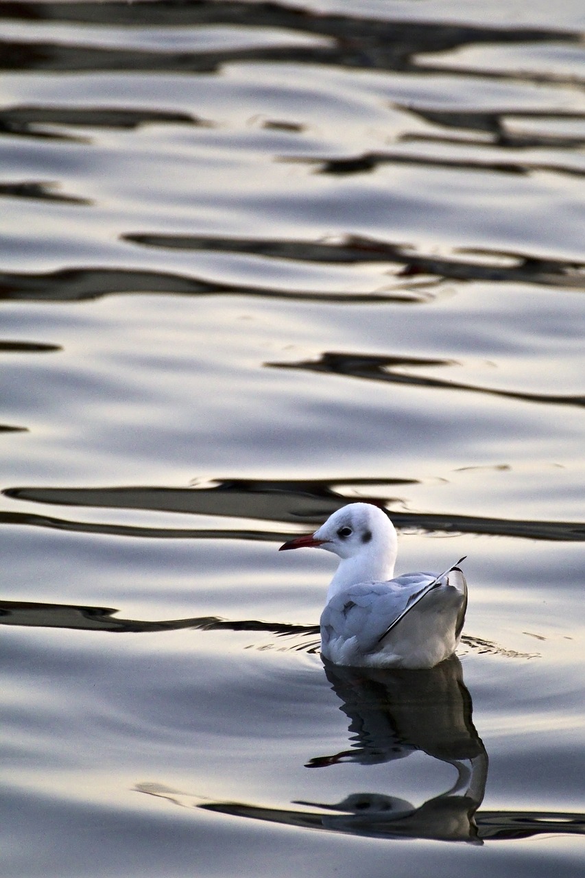 seagull gull in the water bird free photo