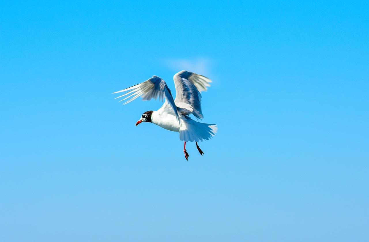 seagull bird close free photo