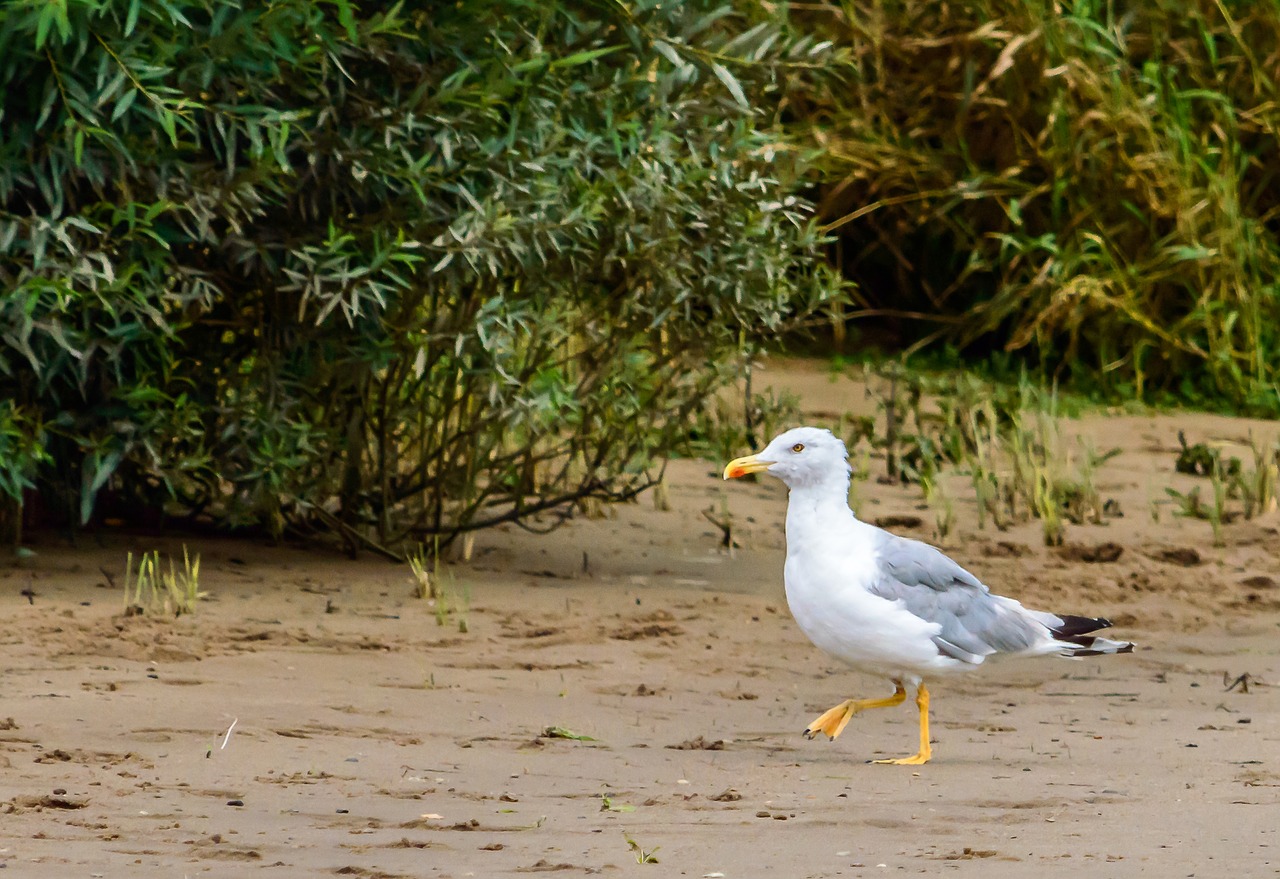 seagull bird seevogel free photo