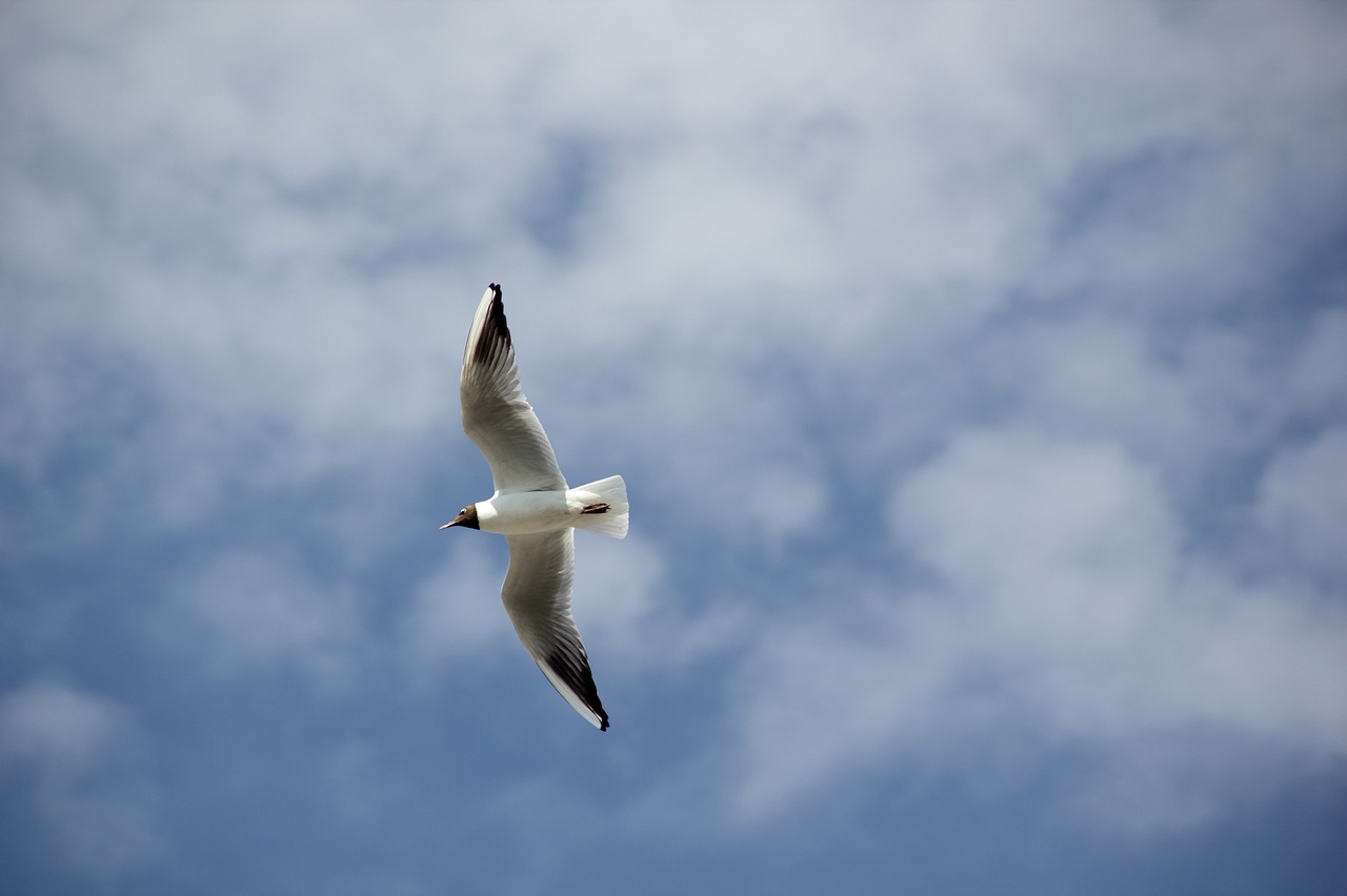 seagull bird flying free photo