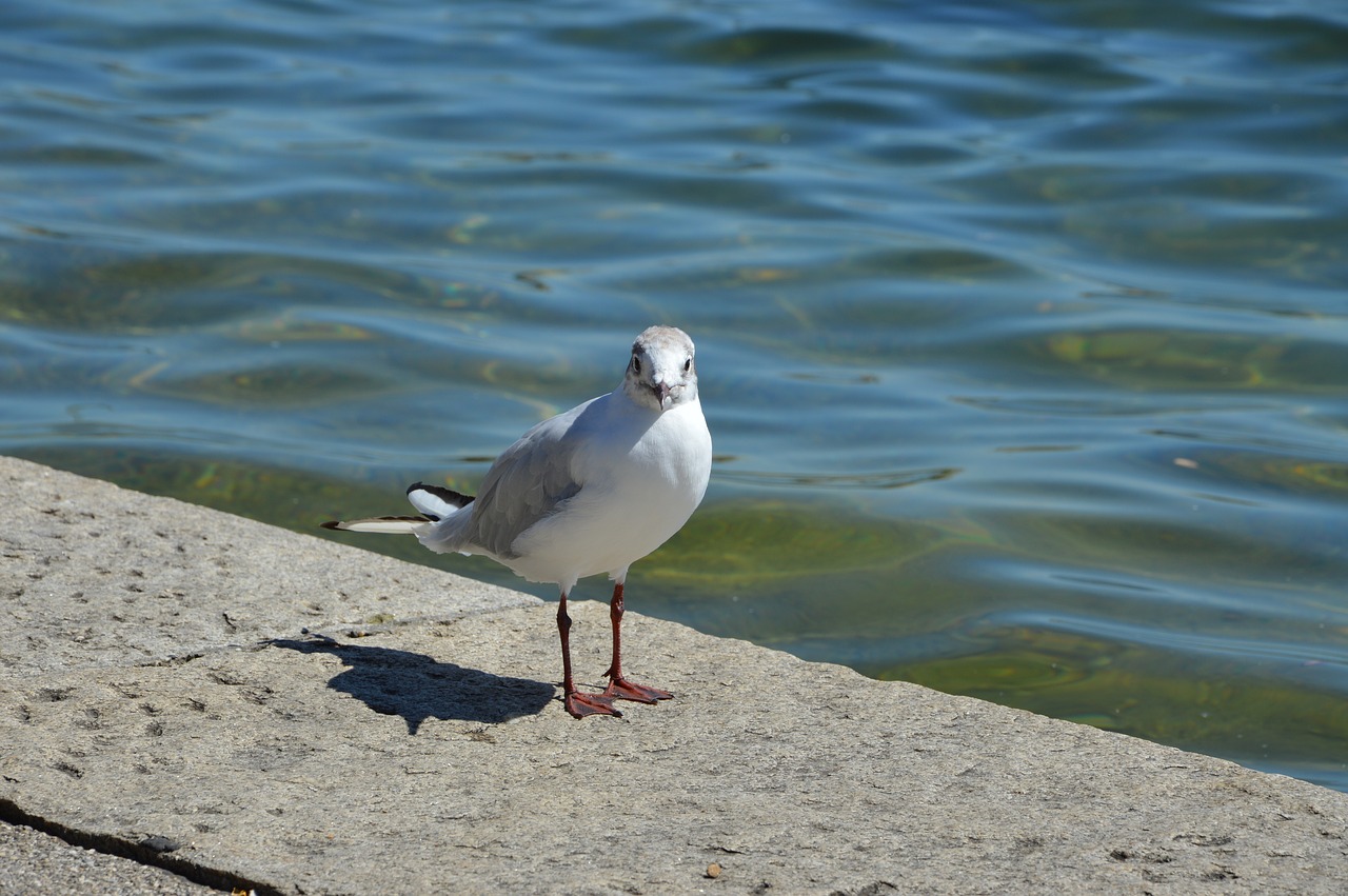 seagull lake bird free photo