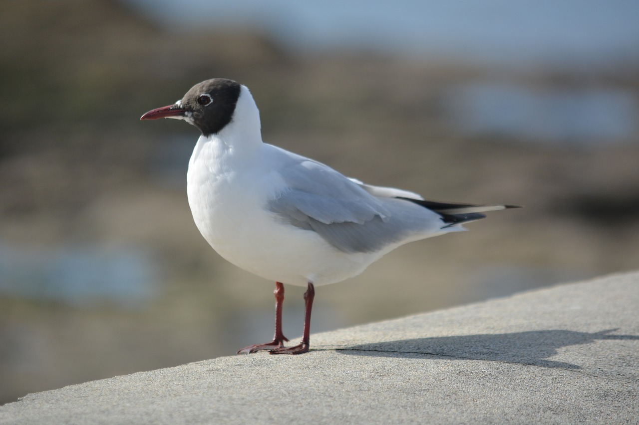 seagull tern animals free photo