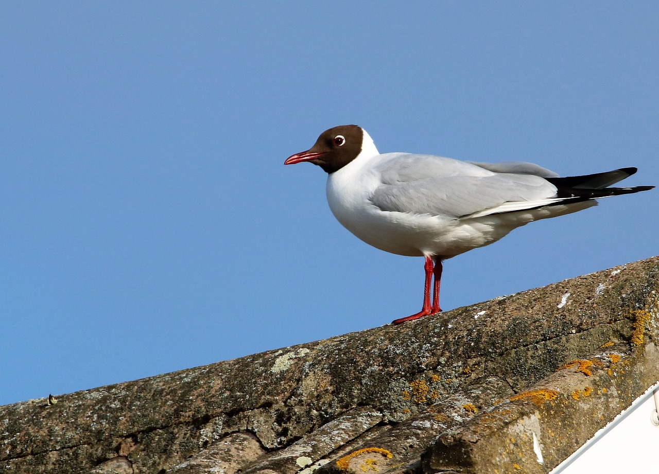 seagull bird nature free photo