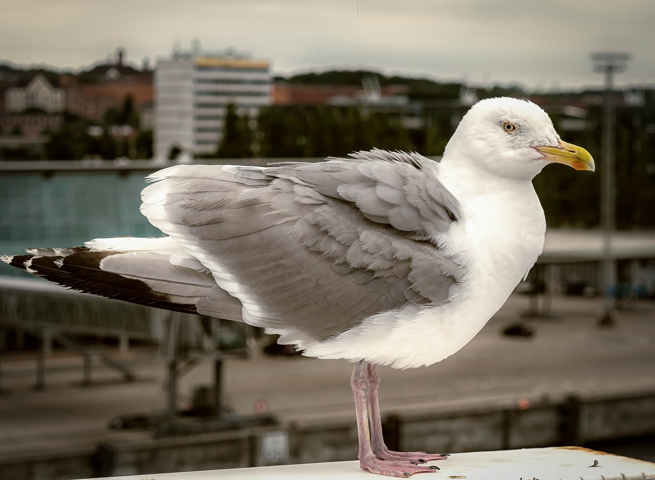 seagull bird port free photo