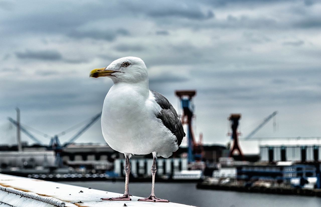 seagull bird nature free photo