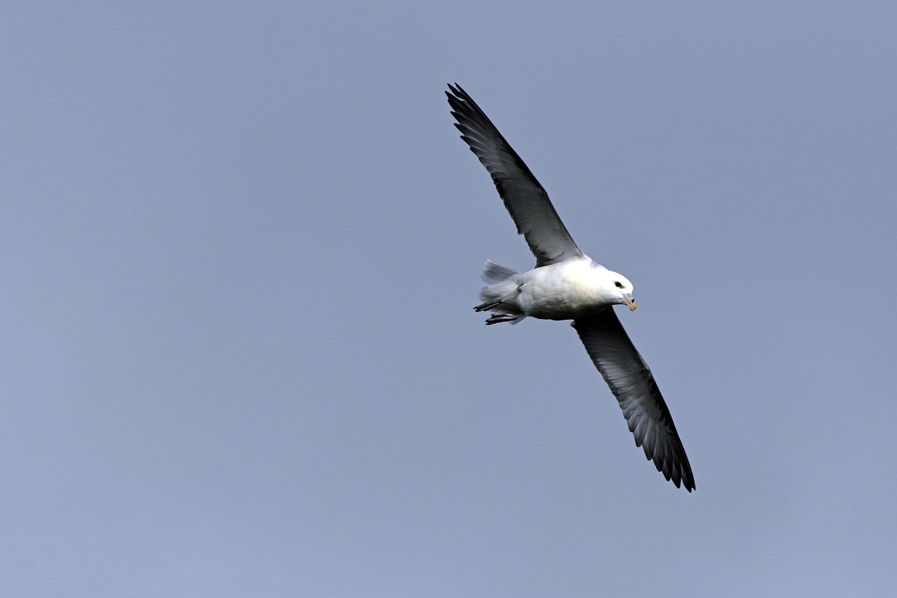 seagull bird fly free photo