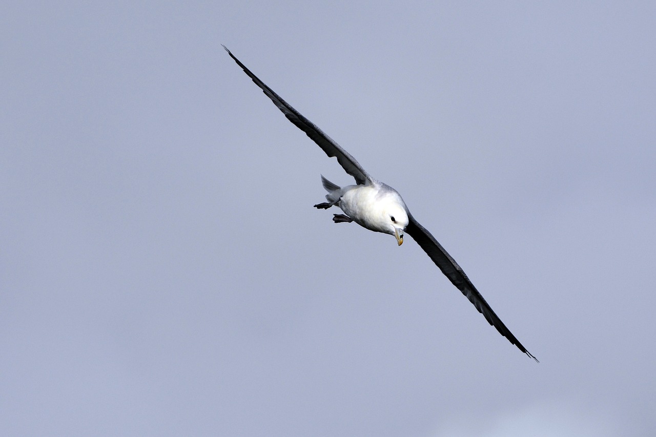 seagull bird fly free photo