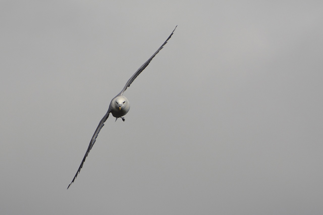 seagull bird fly free photo