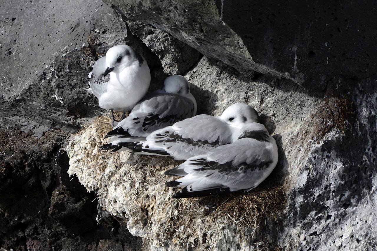seagull rock bird free photo
